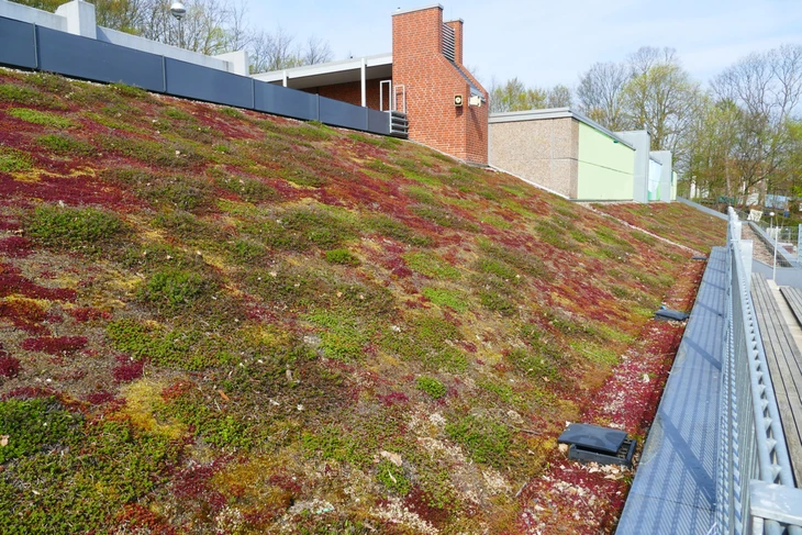 Scène extérieure de toiture végétalisée extensive avec tapis de sedums et plantes grasses